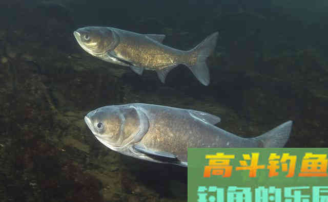 湖北百斤花鲢鱼王“寿终正寝” 湖北百斤花鲢鱼王“寿终正寝”