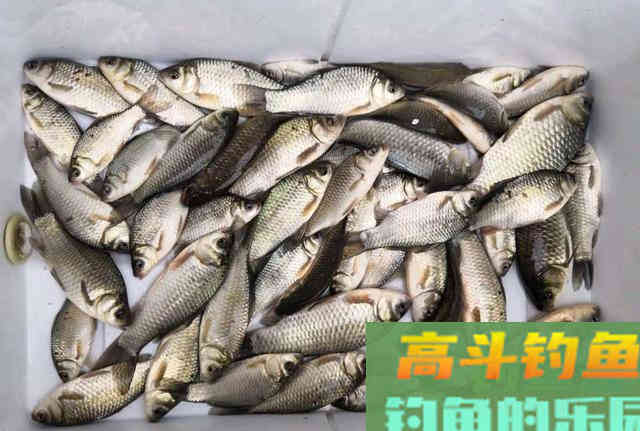 春季钓鲫想要竿竿有口，钓竿长度有讲究