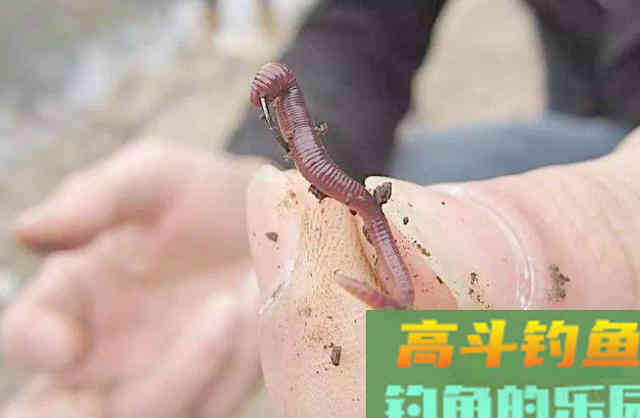 秋冬季节交替，正适合野外钓大鲫