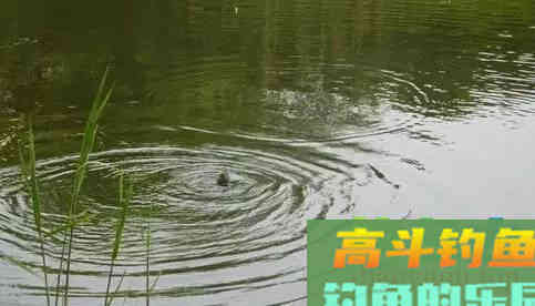 都说春季的浮头鲫,是看得着打不中 都说春季的浮头鲫,是看得着打不中