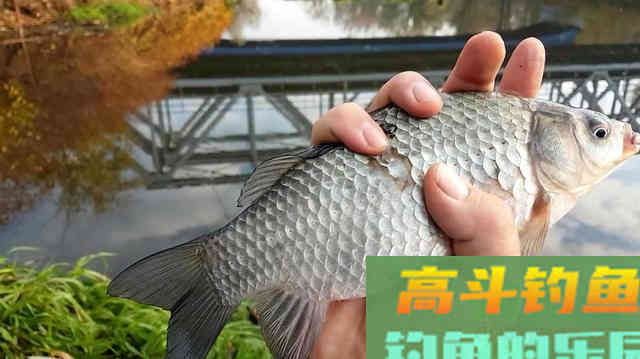 野钓时鲫鱼不开口，温差不太大，用这几招轻松应对