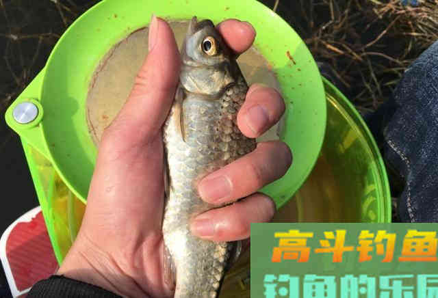 野河钓不到半斤以上的鲫鱼?可能是鱼太多了 野河钓不到半斤以上的鲫鱼?可能是鱼太多了