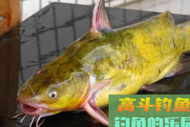 初秋钓黄骨鱼，还不换用这3招，劝你早点收竿回家