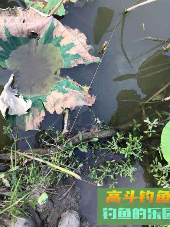 如何用猪肝钓甲鱼?运气好的时候一天能钓十几只 如何用猪肝钓甲鱼?运气好的时候一天能钓十几只