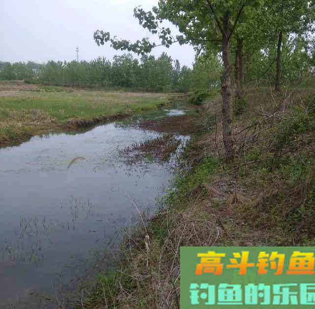 初夏，用长竿短线野钓鲫鱼，钓获一盆30多条大板鲫鱼