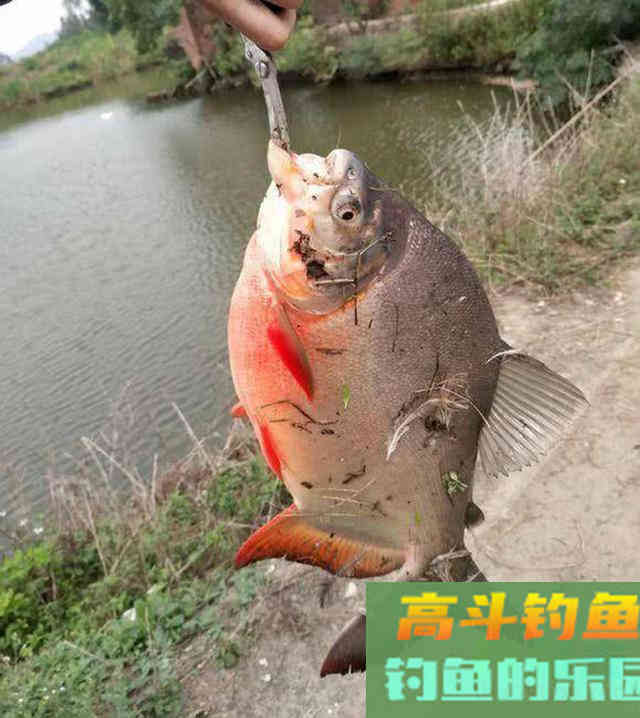 垂钓淡水白鲳，的用饵、钓具选择与钓法技巧