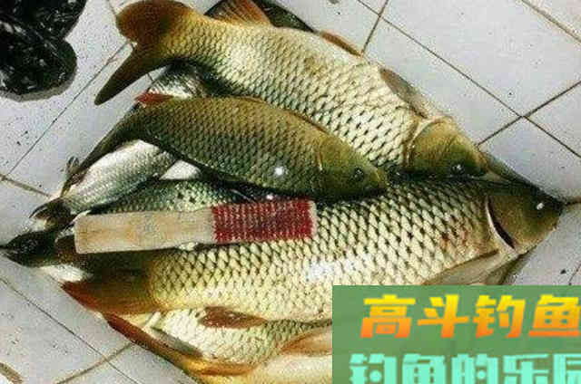 处暑前，鲤鱼只需按我说的钓，气温再高也能狂拔不断