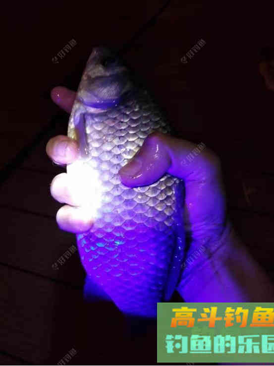 鲫鱼垂钓有妙招，4+4法则实用有效