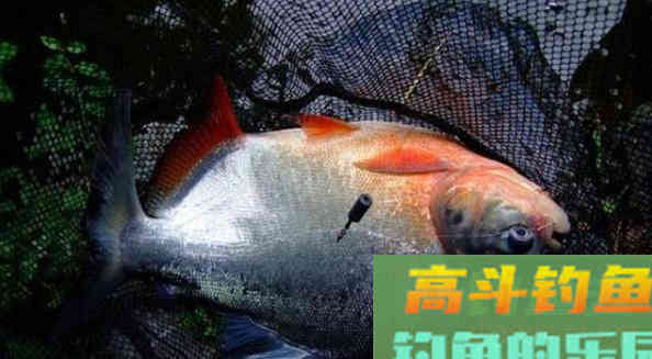它被称为食人鱼近亲,全国多有分布 它被称为食人鱼近亲,全国多有分布