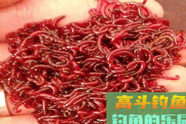 蚯蚓这样用,低温天钓鱼最合适,大板鲫一钓一个准 蚯蚓这样用,低温天钓鱼最合适,大板鲫一钓一个准