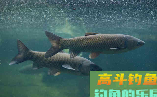 底浮钓法钓草鱼,又一神奇钓法 底浮钓法钓草鱼,又一神奇钓法