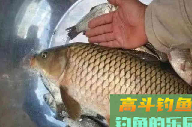 立秋后,说什么也别忽视这鲤鱼钓法 立秋后,说什么也别忽视这鲤鱼钓法