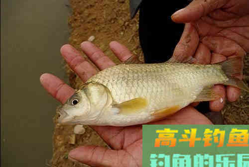 常说的土鲫、工程鲫、大板鲫,是属于什么品种的鲫鱼 常说的土鲫、工程鲫、大板鲫,是属于什么品种的鲫鱼