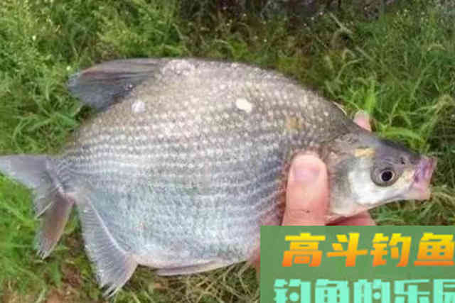 钓鳊鱼,热天改用这钓法,二十年老司机都得折服 钓鳊鱼,热天改用这钓法,二十年老司机都得折服