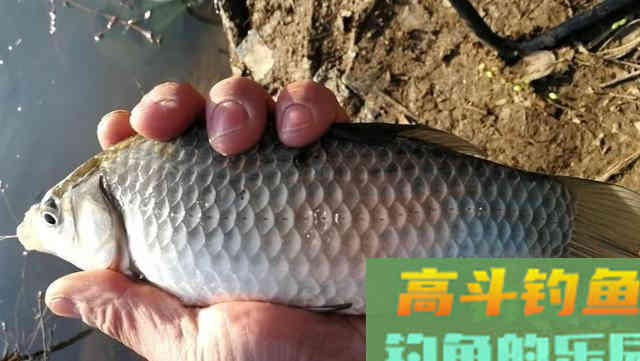 初夏鲫鱼不好钓，那是因为你没找对方法