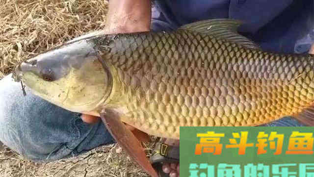 钓不到鲤鱼的原因，没有其他，其实就是以下的6点