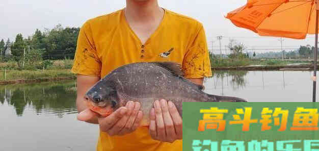 鲳鱼喜欢吃什么味道饵料?野钓高手告诉你 鲳鱼喜欢吃什么味道饵料?野钓高手告诉你