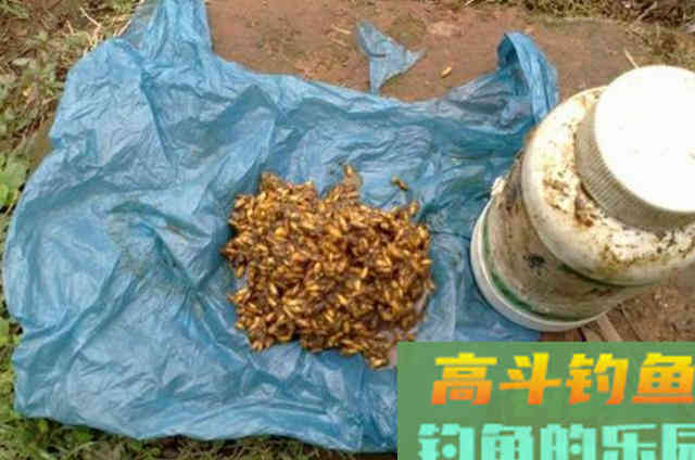 夏天只要有这鲫鱼钓法,一周至少钓五次,不信就试试 夏天只要有这鲫鱼钓法,一周至少钓五次,不信就试试