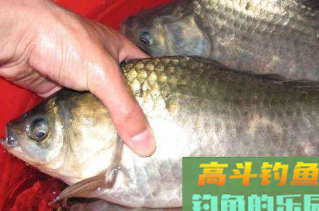 渔具店碰到这饵我从不放过，好用还便宜，板鲫特爱吃