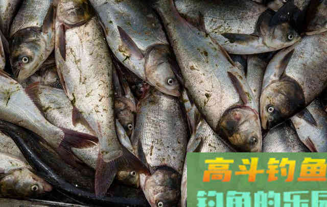 深秋的鲢子这么抽,连杆中鱼真不是事 深秋的鲢子这么抽,连杆中鱼真不是事