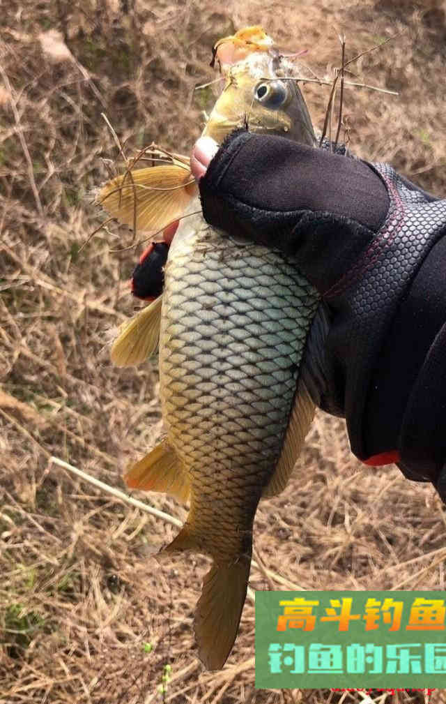 长江钓鲤鱼，连竿作钓6条大鲤鱼，夏钓野生鲤鱼爆护教学