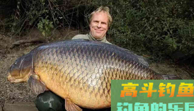 鲤鱼的力量！一场大水称霸澳洲河道，稻田