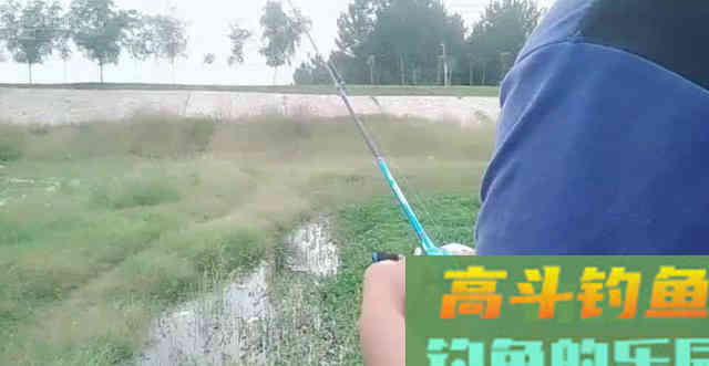 含辛茹苦养孩子,却被指责吞食幼崽!黑鱼为何蒙受不白之冤 含辛茹苦养孩子,却被指责吞食幼崽!黑鱼为何蒙受不白之冤
