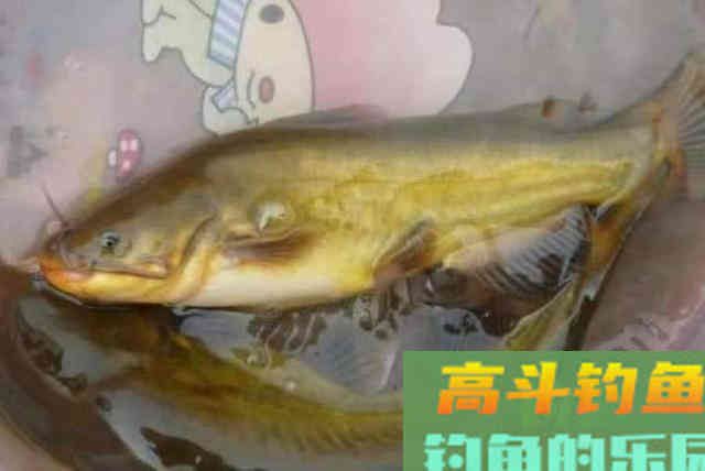 一到热天，黄鸭叫就不吃钩，无奈之下只好用这狠招