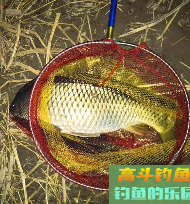 掌握这两个技巧四个细节,夜钓时,不愁鲤鱼不入护 掌握这两个技巧四个细节,夜钓时,不愁鲤鱼不入护