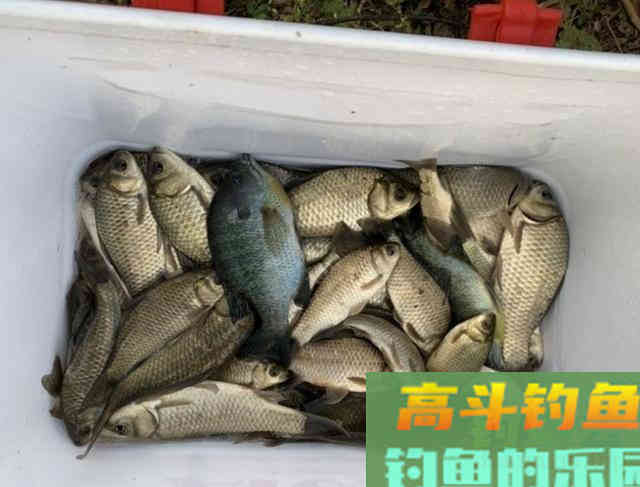 亮水草窝钓鱼，10米炮竿作钓鲫鱼，钓获30多条野生鲫鱼