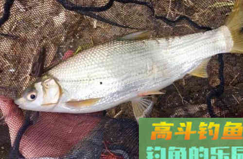 清明后黄尾狂口,技巧鱼攻略分享 清明后黄尾狂口,技巧鱼攻略分享