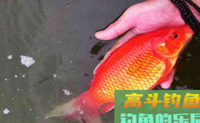黑坑钓鲫鱼，牢记8个细节，掌握3个技巧，钓好鱼不难