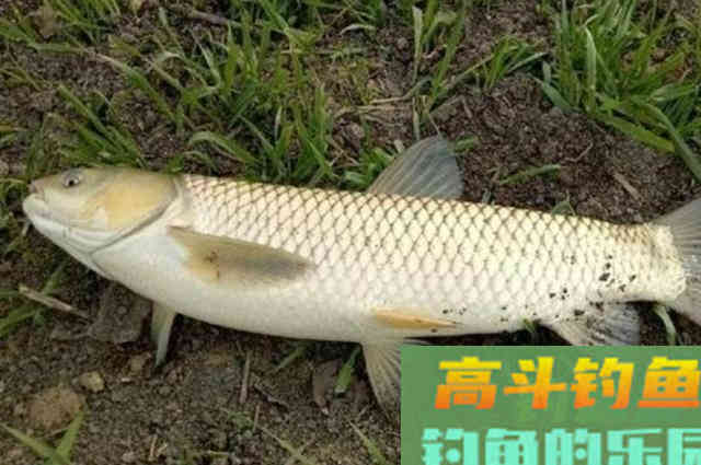 夏天的草鱼为何如此难钓？还好我用了这绝招