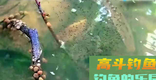 3条鱼、2个月变成上千条,罗非鱼为何繁殖这么快 3条鱼、2个月变成上千条,罗非鱼为何繁殖这么快