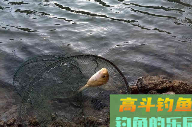 冬钓鲫鱼心得分享,掌握这些可提升渔获量 冬钓鲫鱼心得分享,掌握这些可提升渔获量