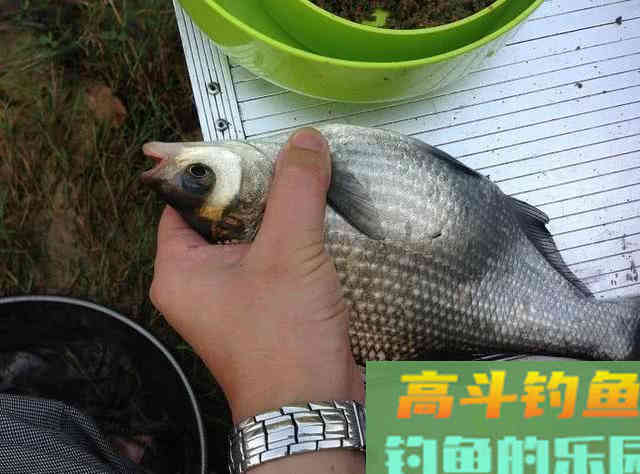 鳊鱼嘴馋属于傻鱼,分享一种特效饵和三种钓法 鳊鱼嘴馋属于傻鱼,分享一种特效饵和三种钓法