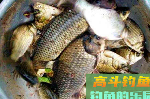 立冬之后，钓大鲫鱼时，需要钓友牢记在心的五字诀