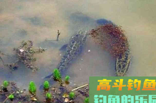 还嫌黑鱼不咬钩？自从学会这钓法，鱼获多到提不动