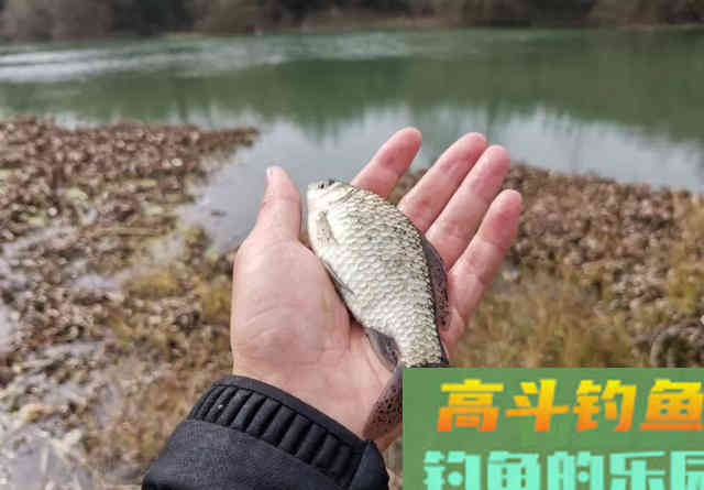 钓到大鲫鱼并非偶然，多天实战，解释野钓的正确思路