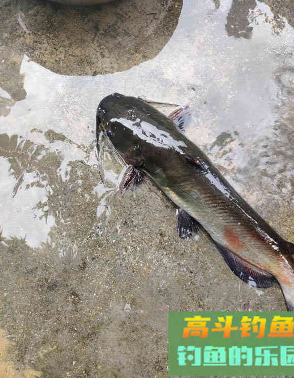 秋季野钓胡子鲶,吃口特别馋,位置选好只用蚯蚓 秋季野钓胡子鲶,吃口特别馋,位置选好只用蚯蚓