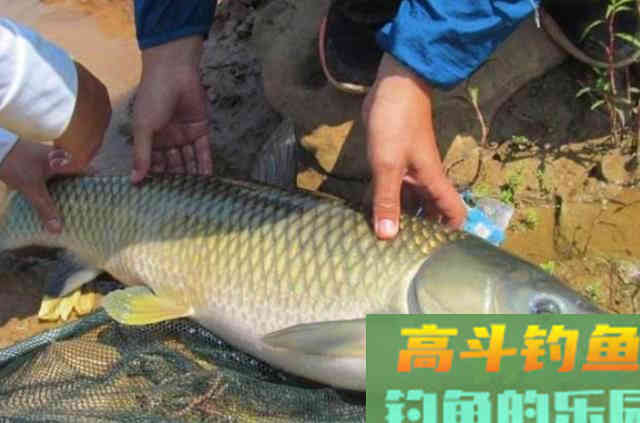 谁说大草鱼难钓?从四个方面探究,分享三种钓法 谁说大草鱼难钓?从四个方面探究,分享三种钓法