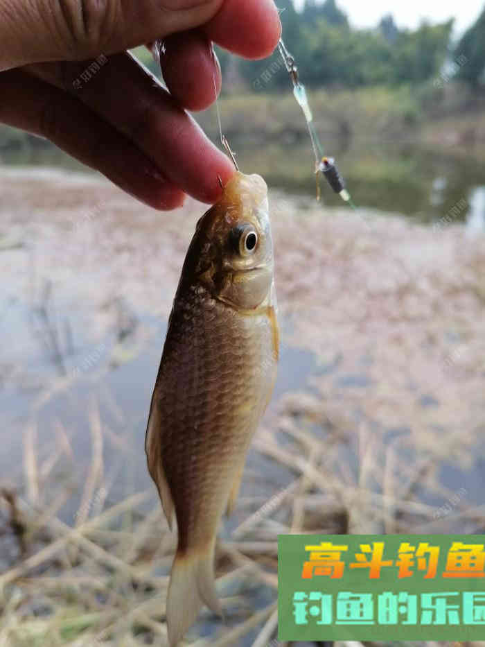 鲫鱼口轻，不好钓？看看老钓友怎么钓