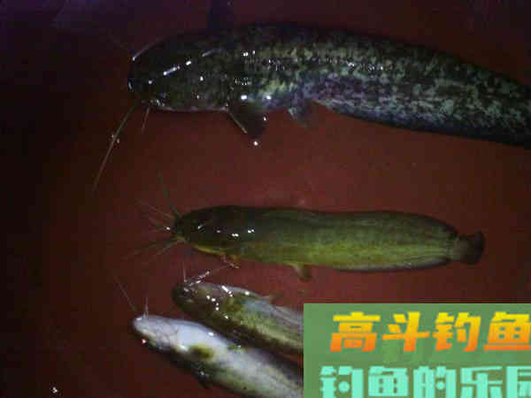 秋季夜钓鲶鱼是全年最好季节,总结5个技巧 秋季夜钓鲶鱼是全年最好季节,总结5个技巧