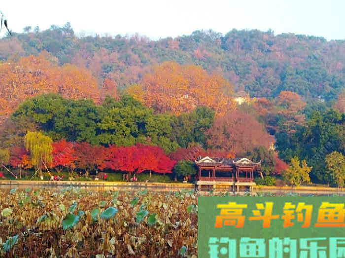 冬钓鲫鱼气温、温差与风力的影响,和鲫鱼的种种表现 冬钓鲫鱼气温、温差与风力的影响,和鲫鱼的种种表现
