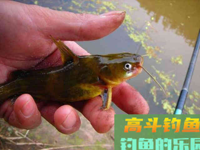 钓黄辣丁掌握好三个时机，四种钓法，一项注意