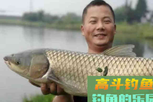 这草鱼钓法还真不赖！初秋一到就想用