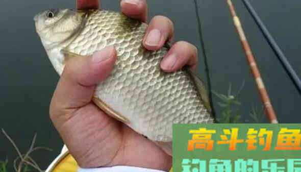 避开小鱼主钓大鲫鱼,这些方法你用的上 避开小鱼主钓大鲫鱼,这些方法你用的上