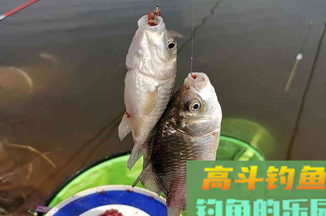 分享几条钓鲫鱼定律,掌握这些不愁钓不到鱼 分享几条钓鲫鱼定律,掌握这些不愁钓不到鱼