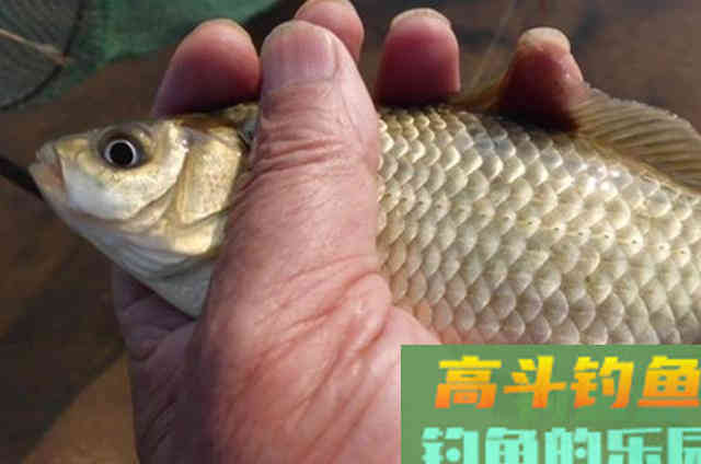 难道这才是高手常用的绝招?刚一开钓就上大板鲫 难道这才是高手常用的绝招?刚一开钓就上大板鲫