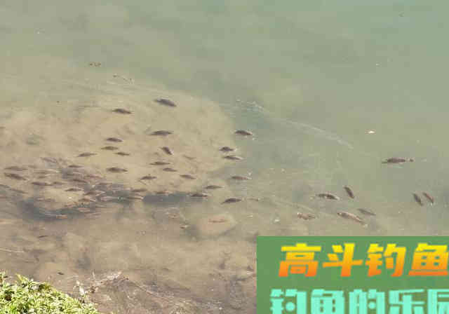 3条鱼、2个月变成上千条,罗非鱼为何繁殖这么快 3条鱼、2个月变成上千条,罗非鱼为何繁殖这么快